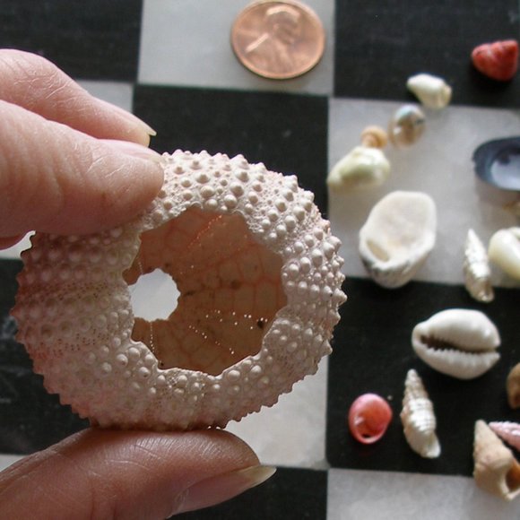 Dollhouse Mini Rare Barbie Mattel Shark 2010 T7018 AND Sea Urchin With Seashells - Picture 12 of 16